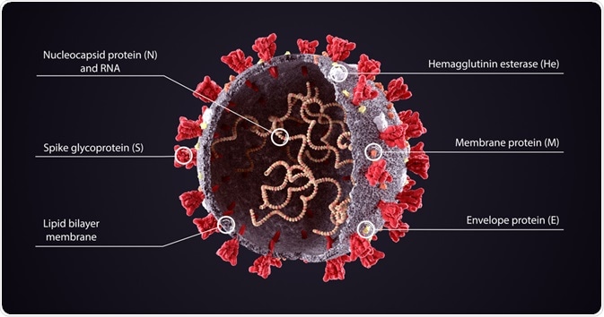 Estructura de Coronavirus