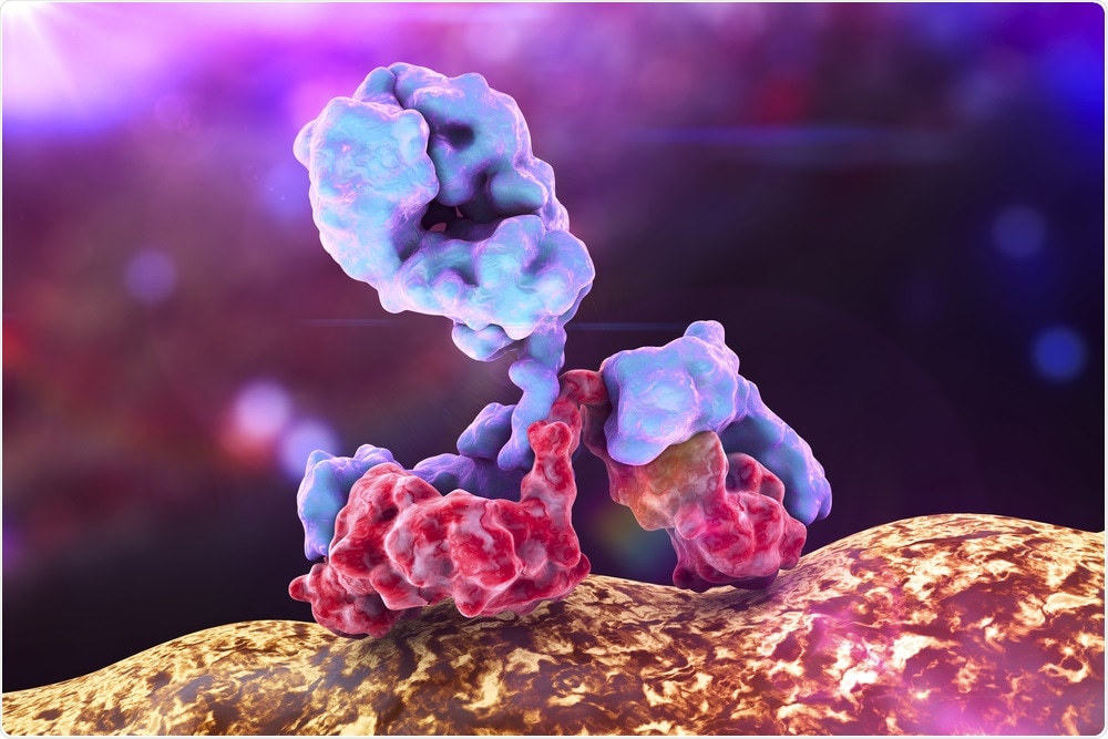Antibody attacking bacterium. Immunoglobulin. Image Credit: Kateryna Kon / Shutterstock
