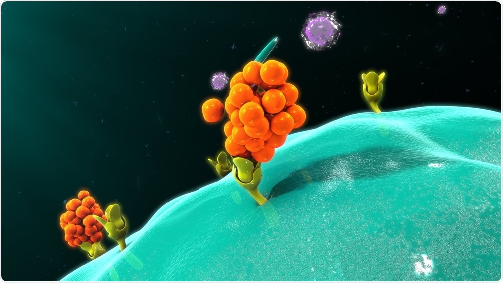 Macrophage releasing cytokines. Image Credit: sciencepics / Shutterstock