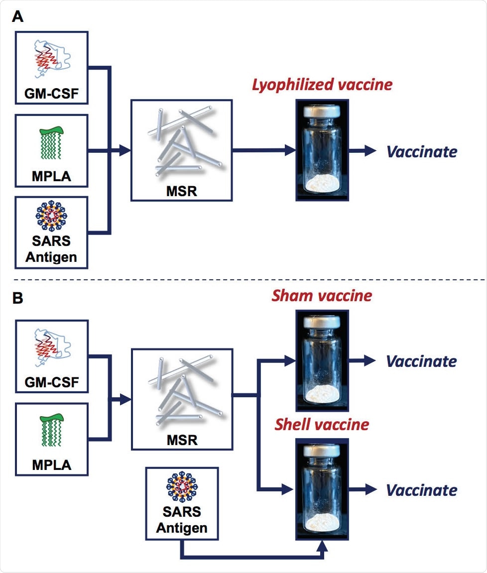 MSR vaccines can be manufactured with antigen added before lyophilization or added after, prior to vaccination. (A) Granulocyte-macrophage colony-stimulating factor (GM-CSF), monophosphoryl lipid A (MPLA) and the SARS antigens were adsorbed onto the biomaterial scaffold, mesoporous silica rods (MSR). The mixture was then frozen and lyophilized (lyophilized vaccine) until ready for vaccination. (B) GM-CSF and MPLA were adsorbed onto MSR, which was then frozen and lyophilized (sham and shell vaccine). Prior to vaccination, the SARS antigens were added just-intime and adsorbed on shell vaccines.