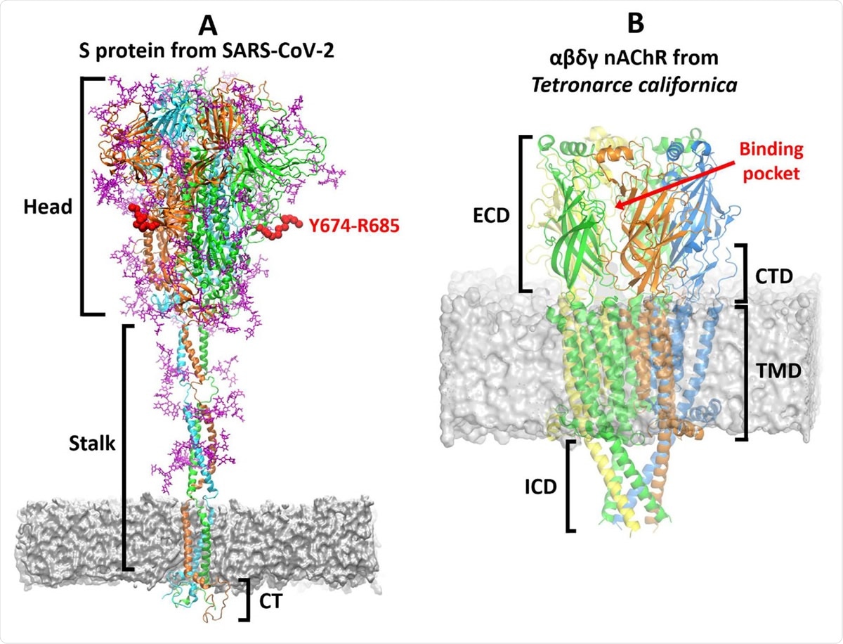 Vue d'ensemble des structures tridimensionnelles de la protéine S de SARS-CoV-2 et du αβγδ nAChR de Tetronarce californica.  (A) Le modèle de la protéine SARS-CoV-2 S complète, entièrement glycosylée, représente l'état fermé de la protéine, après le clivage de la furine.17 La protéine S est un homotrimère: 20 chaque monomère est montré dans une couleur différente, à savoir vert, cyan et orange, avec des glycanes représentés en rose.  Chaque monomère est formé de trois domaines: tête, tige et queue cytoplasmique (CT) .20 La région Y674-R685 est représentée en rouge.  Dans les simulations MD de la protéine SARS-CoV-2 S glycosylée, 17 Y674-R685 est accessible, n'étant que faiblement protégé par les glycanes (figure S4) et montre également une grande flexibilité (figure S5).  (B) La structure cryoEM du récepteur de type musculaire de Tetronarce californica (code PDB: 6UWZ).  18 Ce récepteur est un hétéropentamère formé de deux sous-unités α (verte), une β (bleue), une δ (jaune) et une γ (orange).  Chaque monomère est formé de quatre domaines: 14-16 extracellulaire (ECD), transmembranaire (TMD), intracellulaire (ICD) et domaine C-terminal (CTD).  Le site de liaison agoniste est situé dans les ECD à l'interface entre deux sous-unités voisines.