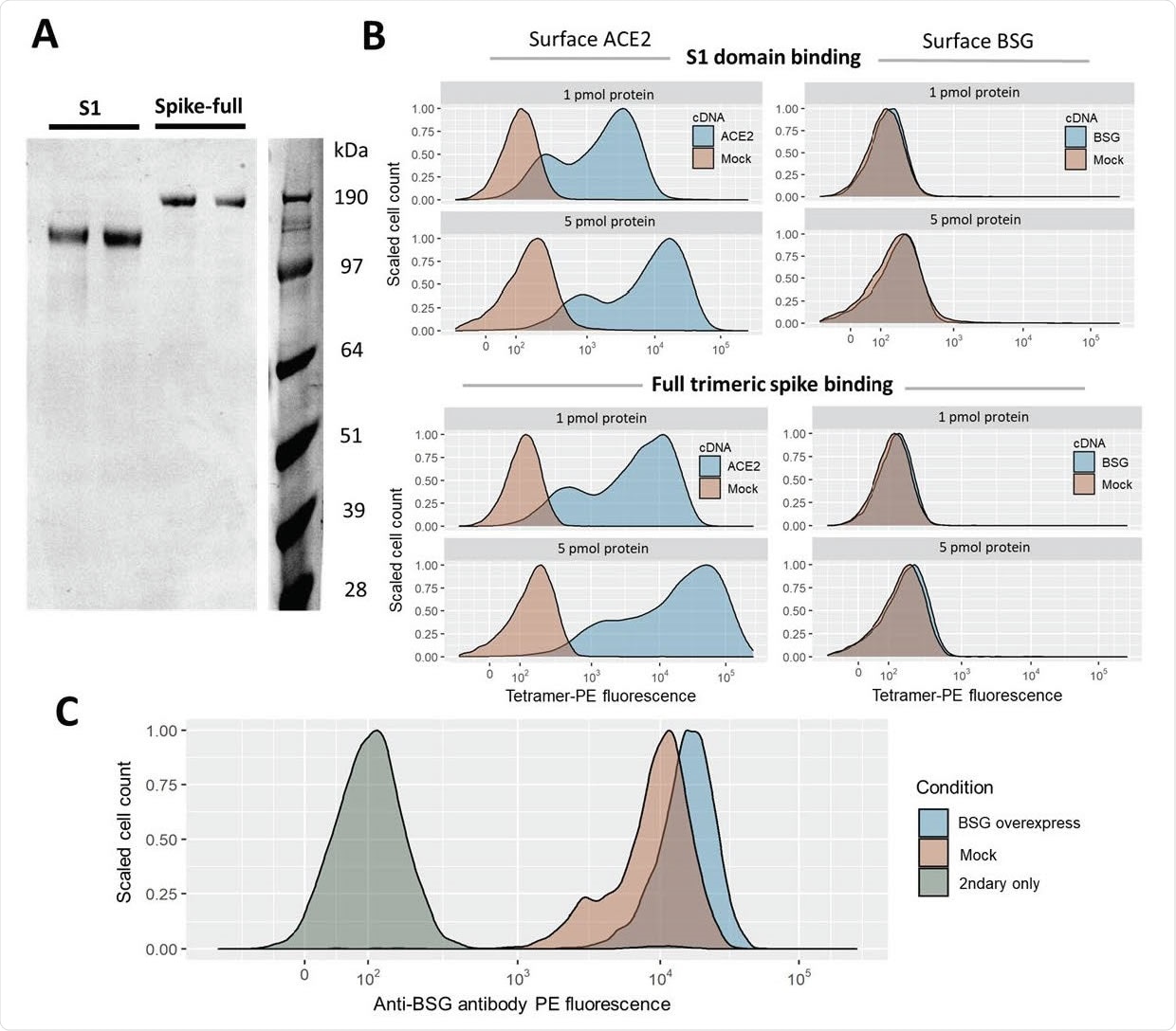 Avance de la actividad obligatoria del pico SARS-CoV-2 en las células humanas sobre-que expresan ACE2 pero no a BSG. A. Expresión y purificación del dominio S1 y del ectodomain completo de la proteína del pico SARS-CoV-2 producida en variedades de células humanas. Dos preparaciones independientes del pico purificado eran resueltas por SDS-PAGE bajo reducir condiciones y manchado con el tinte azul de Coomassie. B. Las células transfected con los cDNAs que codificaban ACE2 pero no tetrámeros fluorescentes altamente ávidos del pico SARS-CoV-2 del lazo de BSG. Las distribuciones de la fluorescencia del cytometry de flujo de las células manchadas con los tetrámeros hicieron de la proteína biotinylated del pico que usaba el dominio S1 (paneles superiores) o el ectodomain entero (paneles más inferiores) agrupado alrededor de streptavidin ficoeritrina-conjugado. Las células manchadas HEK293 transfected con el cDNA a los overexpress ACE2 (se fue) o BSG (derecho). Las células de la Mofa-transfected se muestran en rojo. El comportamiento similar a los datos mostrados fue observado en tres pruebas separadas. C. La transfección con el cDNA de BSG lleva al upregulation de BSG de la célula-superficie. El basigin superficial nivela en las células HEK293 etiqueta con el anticuerpo monoclonal anti-humano de BSG. Los niveles de BSG se comparan a un mando negativo del secundario-anticuerpo solamente.