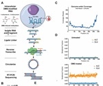 Structure of the full SARS-CoV-2 RNA genome in infected cells