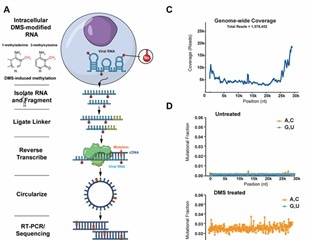 Structure of the full SARS-CoV-2 RNA genome in infected cells