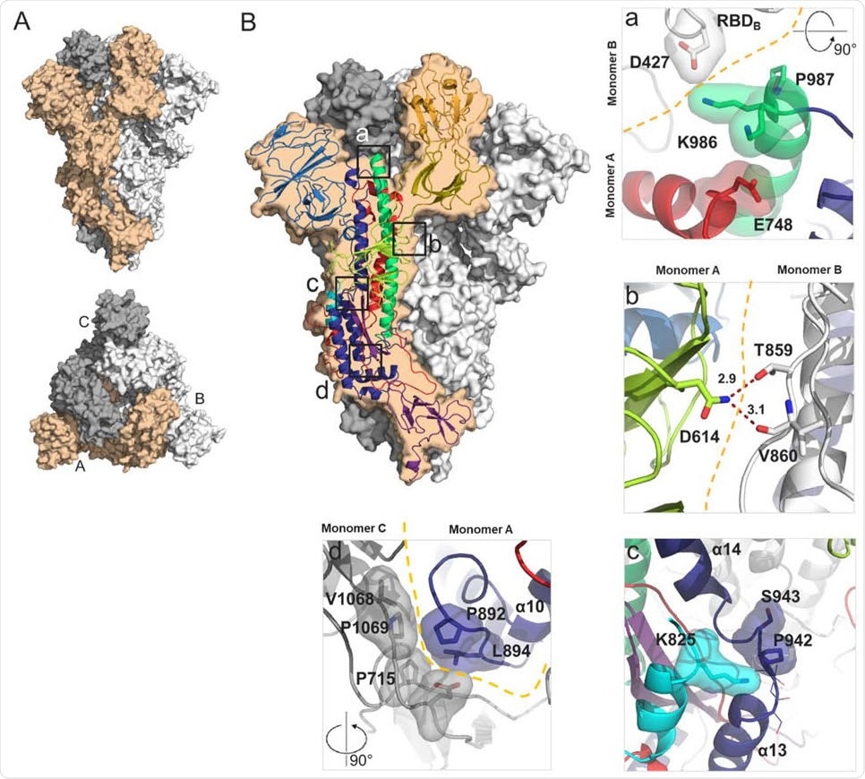 Structural characterization of S-closed. (A) Cryo-EM structure of the most abundant trimer class of S-closed-Fd – a closed S protein trimer. Monomers are colored in light orange, white and grey and the spike is shown from the side (upper panel) and from the top (lower panel) view. (B) Each of the four single point mutations introduced in S-closed-Fd shown in detail. Domains of the new structure are colored according to the same color code as used in Fig S1. Boundary between monomers has been additionally indicated with orange dashed line when applicable. Two possible rotamers of K986 are shown as one or the other could not be definitively assigned based on the density.