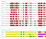 Genome comparisons between SARS-CoV-2 and other betacoronaviruses yield applicable insights