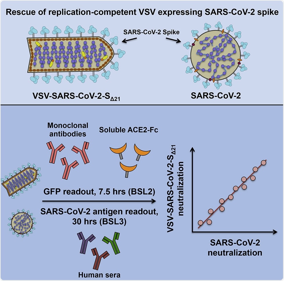 Study: Neutralizing antibody and soluble ACE2 inhibition of a replication-competent VSV-SARS-CoV-2 and a clinical isolate of SARS-CoV-2. Image Credit: Elsevier B.V.