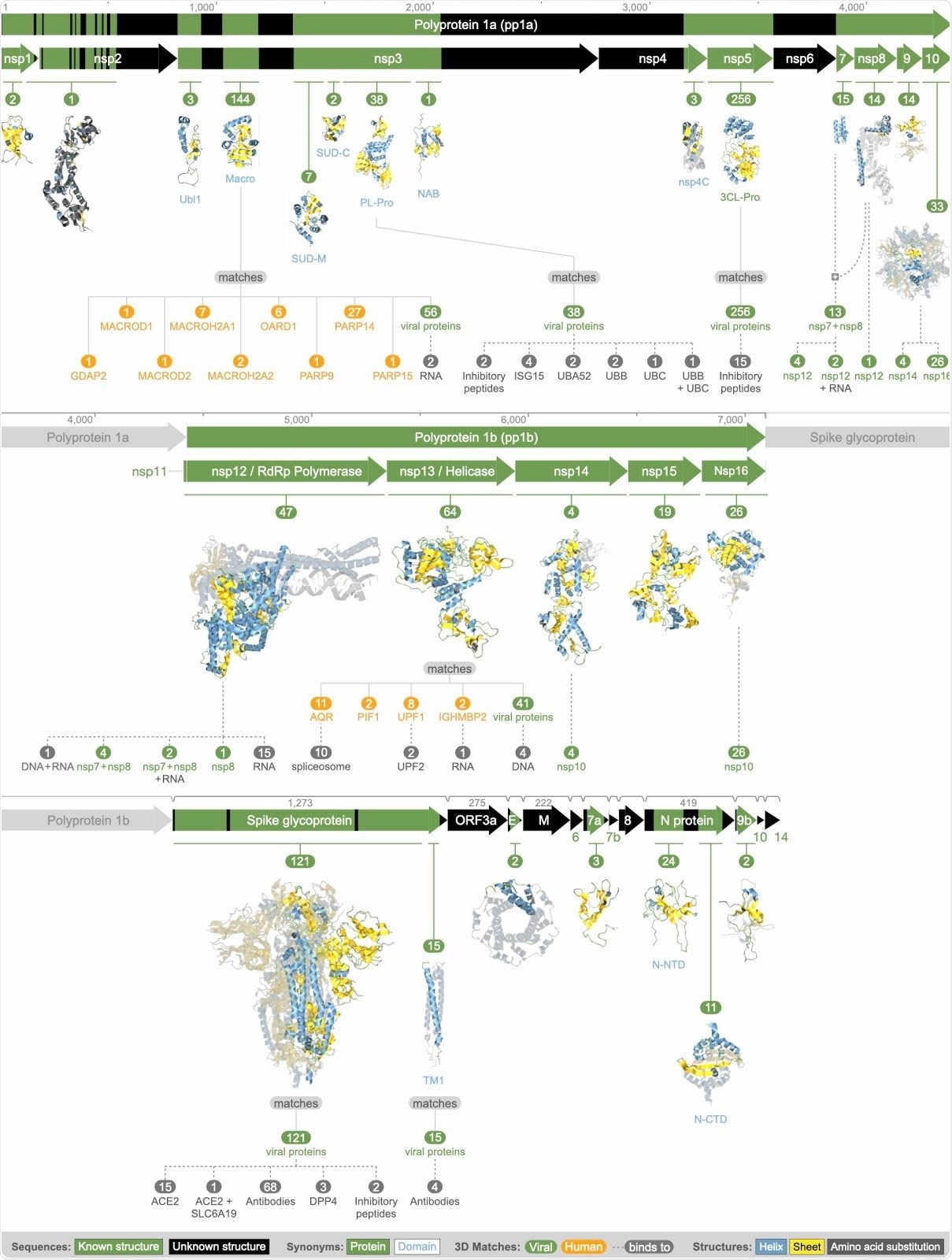 Summary of all available 3D molecular structural knowledge for the viral proteome, as well as derived mimicry, hijacking, and protein interactions.