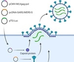 Study identifies three novel broad-spectrum SARS-CoV-2 cell entry inhibitors