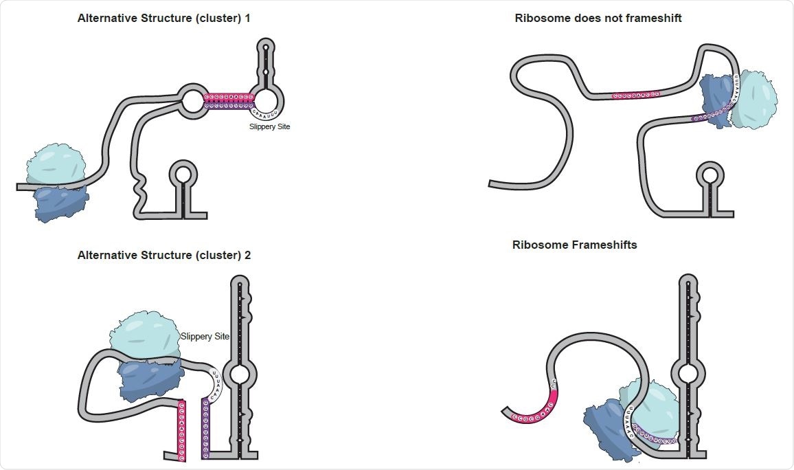 Model of alternative structures regulating frameshifting. When genomic RNA folds into Alternative Structure 1 (top), the slippery site resides within a loop in the middle of a long stem-loop. As the ribosome starts to unwind the RNA, it may pause at the base of the stem, but this pause is far from the slippery site. By the time the ribosome reaches the slippery site, the structure in front of it has been unwound. As the ribosome continues it will reach the upstream stop codon and terminate translation. In contrast, Alternative Structure 2 (bottom) forms a 75 nt stem loop right in front of the slippery site. This stem loop can cause the ribosome to pause, frameshift -1 nt and bypass the upstream stop codon to continue translation.