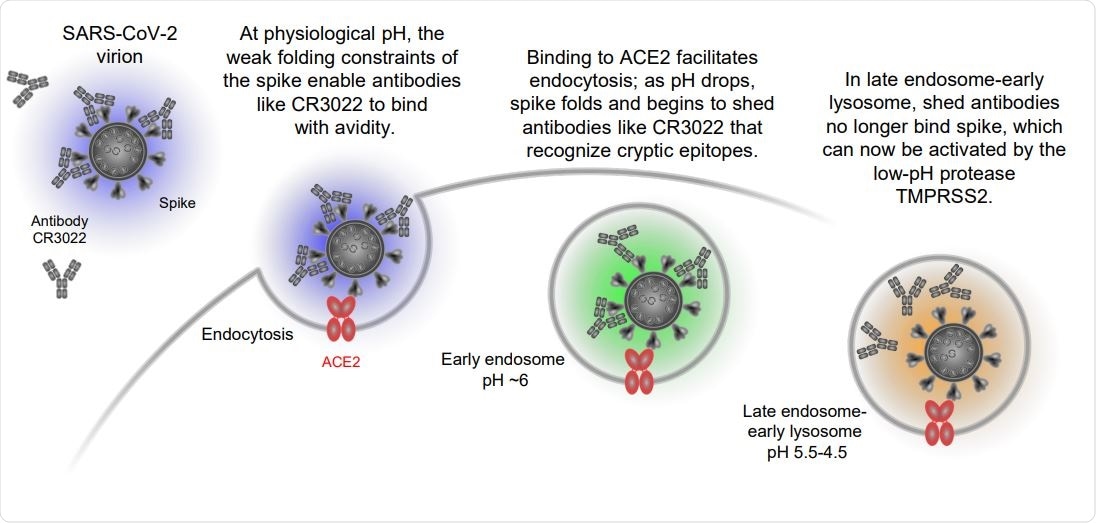SARS-CoV-2 spike is partially folded at physiological pH, where it binds ACE2 and CR3022, and more folded at lower pH, where it still binds ACE2, but not CR3022. Schematic showing ACE2-dependent entry of SARS-CoV-2 and the pH-dependent shedding of antibodies like CR3022.