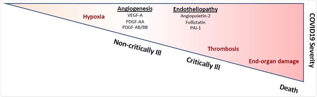 Indeed, multiple biomarkers of endotheliopathy segregate with increased mortality. While a number of biomarkers, including D-dimer, troponin, and B-type natriuretic peptide, have been associated with survival in COVID-19, there is currently a paucity of vascular-specific biomarkers that can help prognosticate patients with COVID-19. This is a critical unmet need, given the emerging evidence for endothelial cell involvement in COVID-19 pathogenesis. Development of circulating markers that can detect specific aspects of COVID- 19 pathogenesis may be critical to guide the use of novel therapeutic strategies, including those that may safeguard the vasculature, such as dipyridamole or inhibitors of the complement cascade. Further validation of our findings in larger patient cohorts, together with mechanistic studies to understand the causes of endothelial injury and its consequences for immune activation, vascular dysfunction, and thrombosis, promise to provide pivotal insights into COVID-19 pathogenesis and guide clinical management.