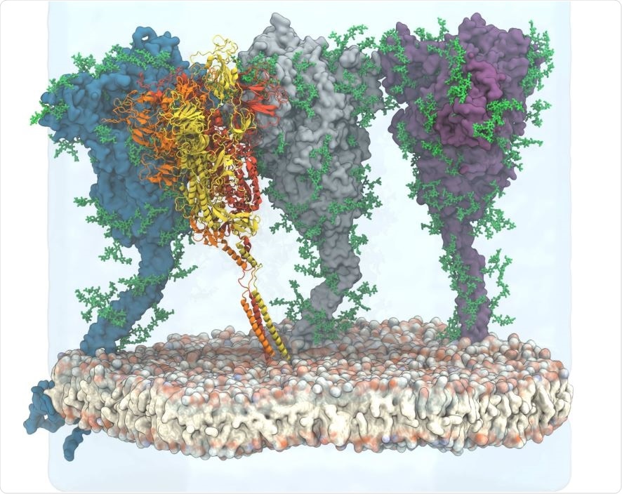 View of the simulated atomistic model containing four glycosylated and membrane-anchored S proteins in a hexagonal simulation box. Three proteins are shown in surface representation with glycans represented as green sticks. One protein is shown in cartoon representation, with the three chains colored individually and glycans omitted for clarity. Water (transparent) is only shown for the lower and back half of the hexagonal box, and ions are omitted for clarity.