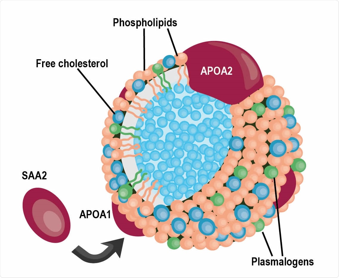 A schematic of a high-density lipoprotein (HDL) particle containing APOA1 and APOA2 proteins surrounded by various lipids, specifically plasmalogens. SAA2, also detected in the cluster in panel b, can replaced APOA1 within the particle.