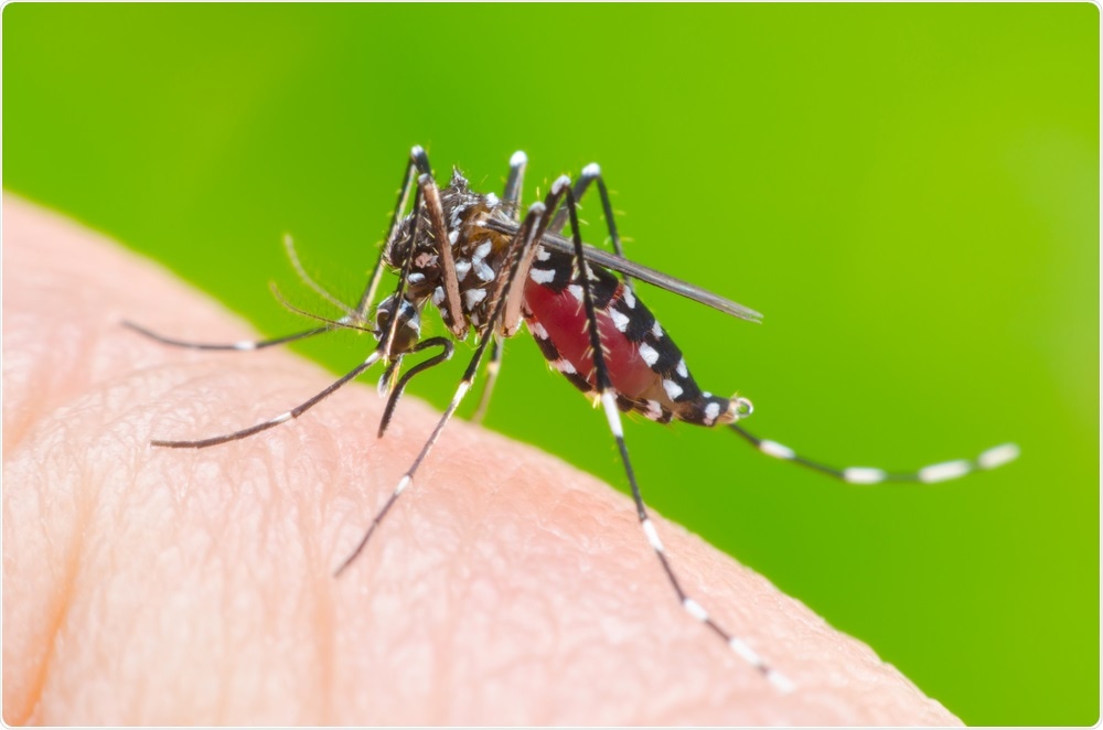 Aedes aegypti mosquito. Image Credit: khlungcenter / Shutterstock