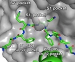 Specifically designed cyclic peptide inhibitor shown to be active against SARS-CoV-2