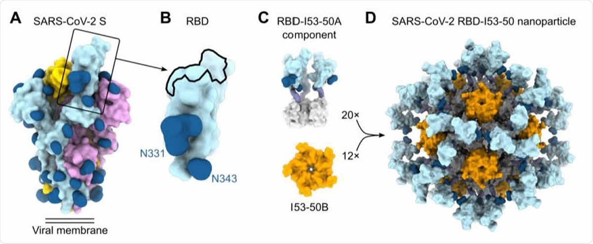 Design, In Vitro Assembly, and Characterization of SARS-CoV-2 RBD Nanoparticle Immunogens (A) Molecular surface representation of the SARS-CoV-2 S-2P trimer in the prefusion conformation (PDB 6VYB). Each protomer is colored distinctly, and N-linked glycans are rendered dark blue (the glycan at position N343 was modeled based on PDB 6WPS and the receptor-binding motif (RBM) was modeled from PDB 6M0J). The single open RBD is boxed. (B) Molecular surface representation of the SARS-CoV-2 S RBD, including the N-linked glycans at positions 331 and 343. The ACE2 receptor-binding site or RBM is indicated with a black outline. (C) Structural models of the trimeric RBD-I53-50A (RBD in light blue and I53-50A in light gray) and pentameric I53-50B (orange) components. Upon mixing in vitro, 20 trimeric and 12 pentameric components assemble to form nanoparticle immunogens with icosahedral symmetry. Each nanoparticle displays 60 copies of the RBD. (D) Structural model of the RBD-12GS-I53-50 nanoparticle immunogen. Although a single orientation of the displayed RBD antigen and 12-residue linker are shown for simplicity, these regions are expected to be flexible relative to the I53-50 nanoparticle scaffold.