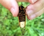 Zombie cicadas infected with mind-controlling fungus