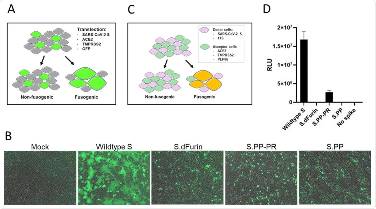 Effect of stabilizing mutations on fusogenicity of S protein. A) S protein fusogenicity as measured in a cell-cell fusion assay in HEK293 cells by co-transfection of plasmids encoding S protein, ACE2, TMPRSS2 and GFP. B) Overlay of GFP and brightfield channels 24 h after transfection, as in the setup of (A). The different S protein constructs are indicated; mock is an untransfected monolayer. C) Quantitative cell-cell fusion assay setup. D) Luciferase signal shown as relative light units (RLU) measured at 4 h post mixing of donor and acceptor cells, as in the setup of (C).