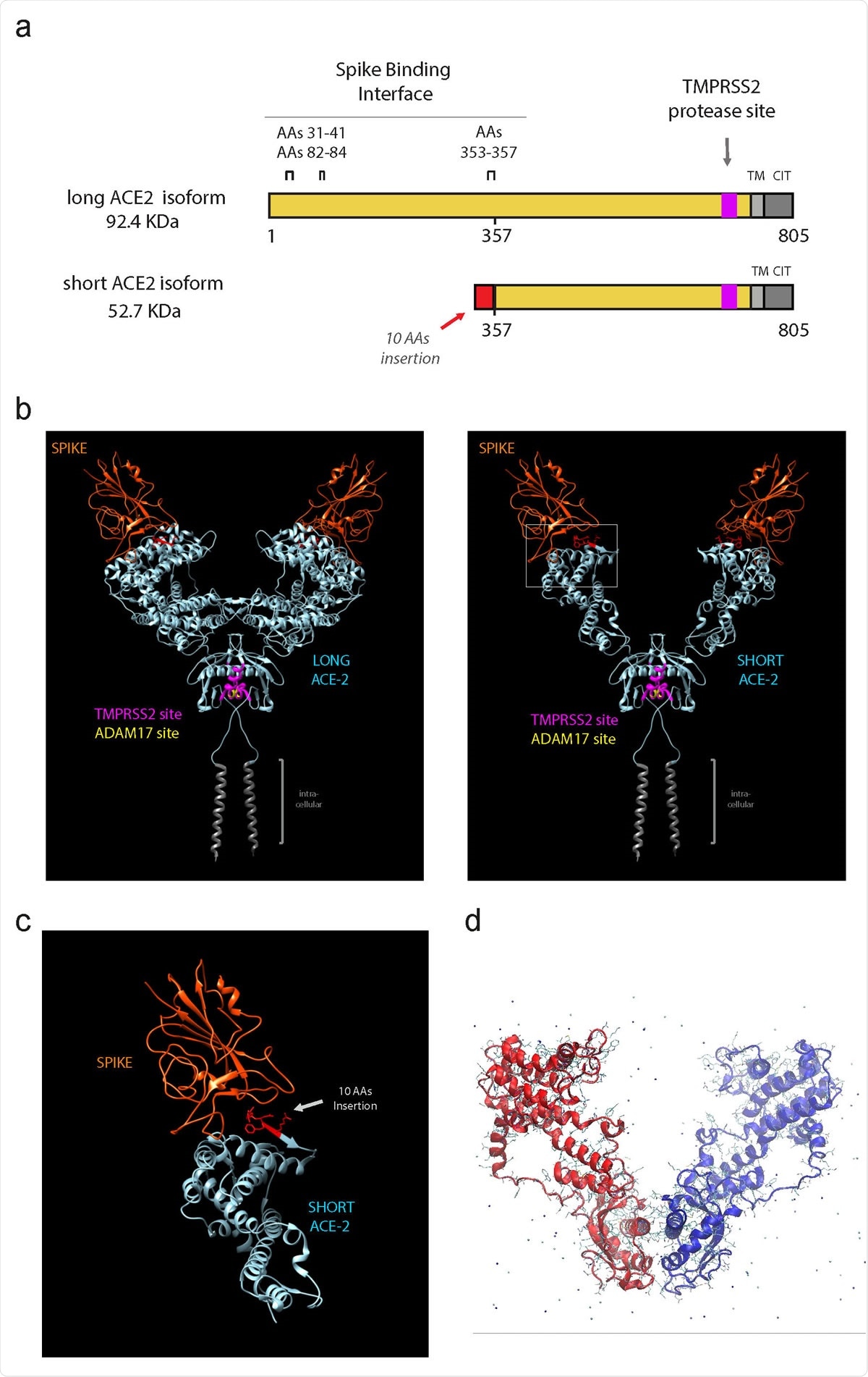 Short ACE2 lacks most of Spike binding regions but contains TMPRSS2 and ADAM17 proteases site