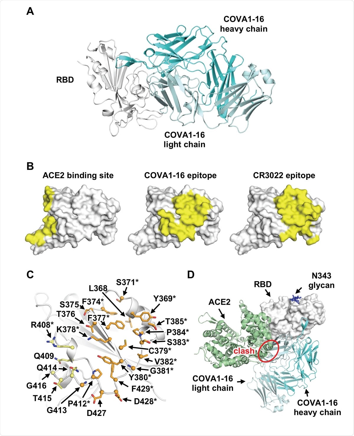 Comparison of COVA1-16 binding mode with CR3022 and ACE2. (A) Crystal structure of COVA1-16/RBD complex with RBD in grey and COVA1-16 Fab in cyan (heavy chain) and greyish blue (light chain). (B) ACE2-binding site (PDB 6M0J, left) [10], COVA1- 16 epitope (this study, middle), and CR3022 epitope (PDB 6W41, right) [13] are highlighted in yellow. (C) RBD residues in the COVA1-16 epitope are shown. Epitope residues contacting the heavy chain are in orange and light chain in yellow. Representative epitope residues are labeled. Residues that are also part of CR3022 epitope are indicated with asterisks. (D) The ACE2/RBD complex structure is aligned in the same orientation as the COVA1-16/RBD complex. COVA1-16 (cyan) would clash with ACE2 (green) if they were to approach their respective RBD binding sites at the same time (indicated by red circle).