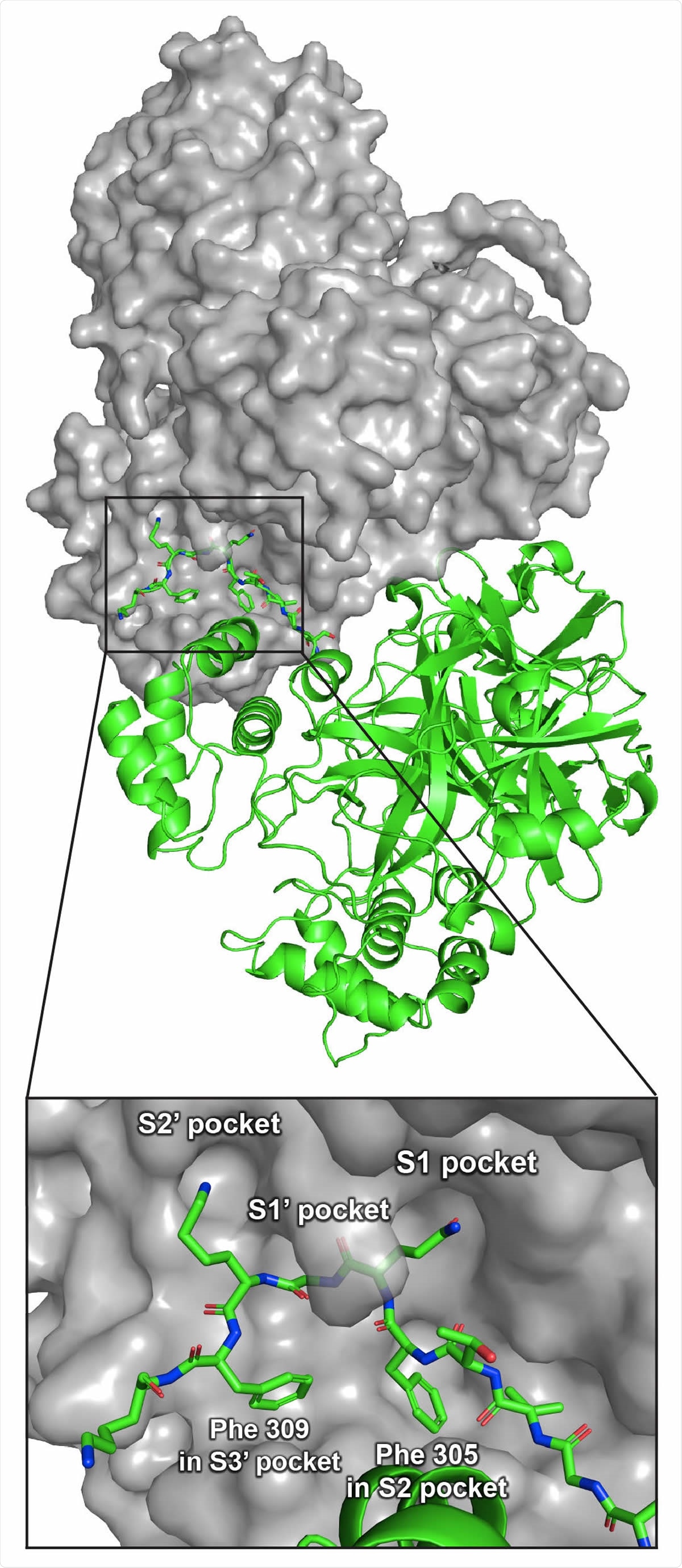 Crystal structure of Mpro 316 showing two Mpro 316 dimers in two adjacent asymmetric units (PDB 5B6O). One dimer is shown in grey surface view; the other dimer is shown in green cartoons. The inset shows a detailed view of C-terminal residues 301–310 of the C-terminal autolytic cleavage site of one Mpro 316 molecule in the active site of another Mpro 316 molecule.
