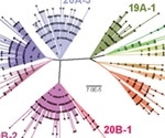 Study shows recombination among SARS-CoV-2 strains is already occurring, but remains rare