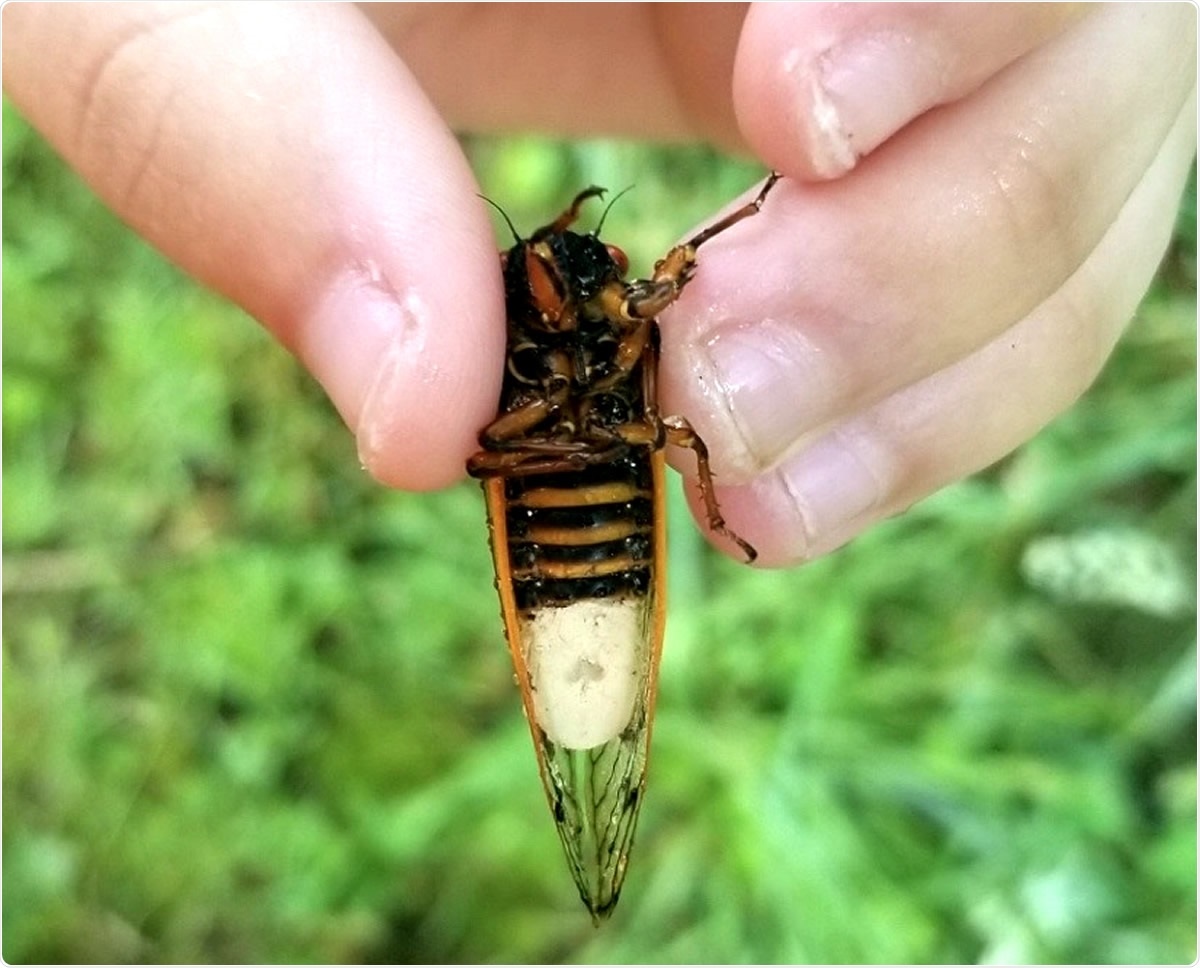 West Virginia University researchers were part of a team that discovered how Massospora, a parasitic fungus, manipulates male cicadas into flicking their wings like females – a mating invitation – which tempts unsuspecting male cicadas and infects them. (WVU Photo/Angie Macia