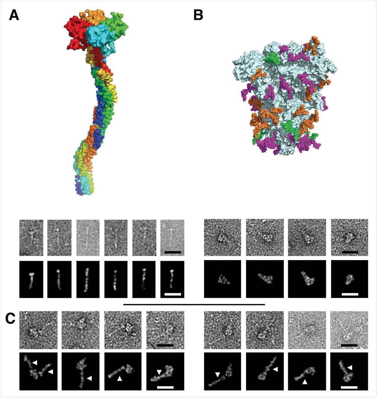 Figure 3. Electron Microscopy micrographs of DC-SIGN/S protein complexes (A) DC-SIGN. Top: model of DC-SIGN ECD tetramer adapted from Tabarani et al (2009). On the bottom: Negative staining images of DC-SIGN. Top row: original images; bottom row: Photoshop processed images. The scale bar represents 25 nm. (B) Spike protein. Top: model of the glycosylated Spike adapted from model of Casalino et al pdb 6vsb). Glycan sites are represented with color code derived from the work of Crispin et coll. (Watanabe et al., 2020a), according to oligomannose-type glycan content, in green (80-100%), orange (30-79%) and magenta (0-29%). On the bottom: Negative staining images of spike protein. Top row: original images, bottom row: Photoshop processed images. The scale bar represents 25 nm. (C) Complex between DC-SIGN and spike protein. Negative staining image of the complexes between DC-SIGN and spike protein. The white arrows highlight DC-SIGN molecules. Top row: original images; bottom row: Photoshop processed images. The scale bar represents 25 nm.