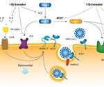 Estradiol appears to help in female SARS-CoV-2 infection