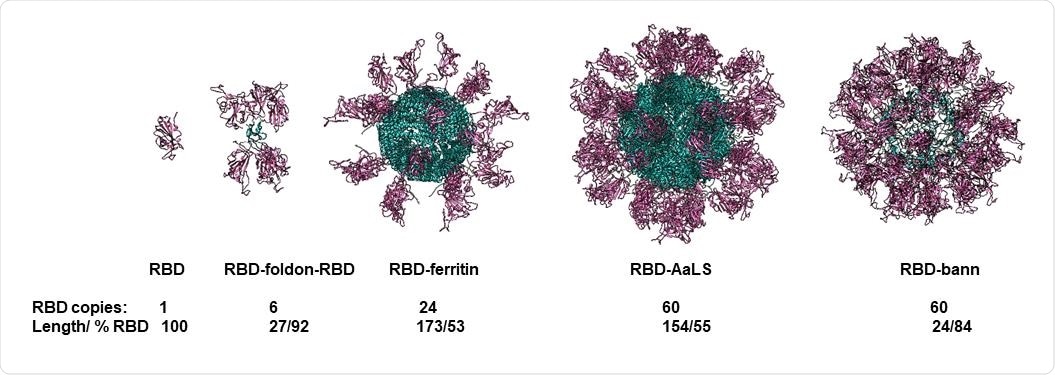 Molecular models of designed scaffolded RBD domains. RBD domains are shown in violet and scaffold core in blue. Number of RBD domains per particle, length of the scaffolding domain and fraction of amino acid residues the RBD in the assembly are written below each model.