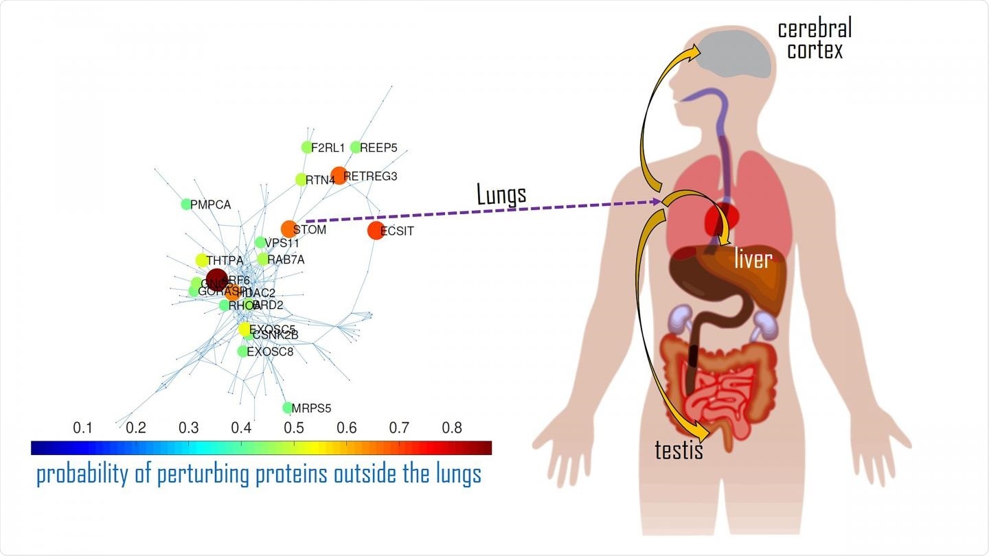 An interaction map of the main disease activators for SARS-CoV-2 in the lungs and how they impact proteins in other organs. Image Credit: Ernesto Estrada