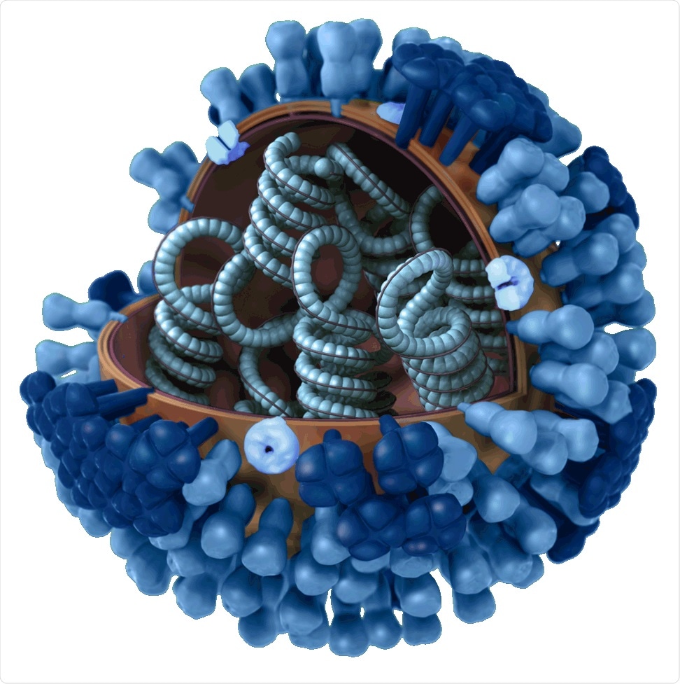 H1N1 influenza virus. Image Credit: CDC