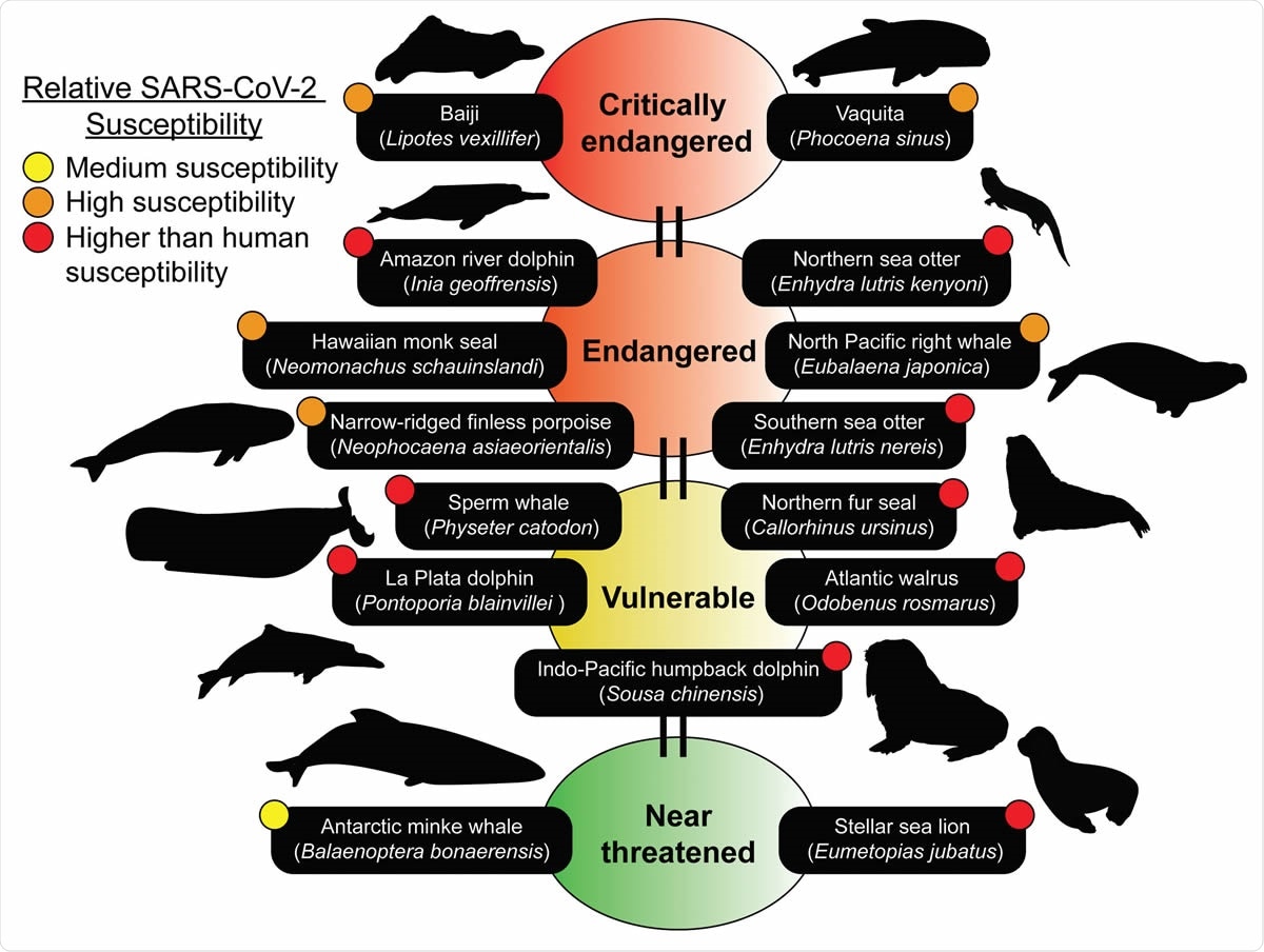SARS-CoV-2 poses significant threat to many marine mammal species