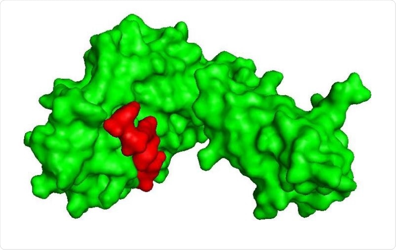 Shows surface interaction of GQTGKIADT T cell epitope (red) with HLA-C*03:03 (green).