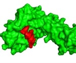 Using SARS-CoV-2 epitope to construct a vaccine