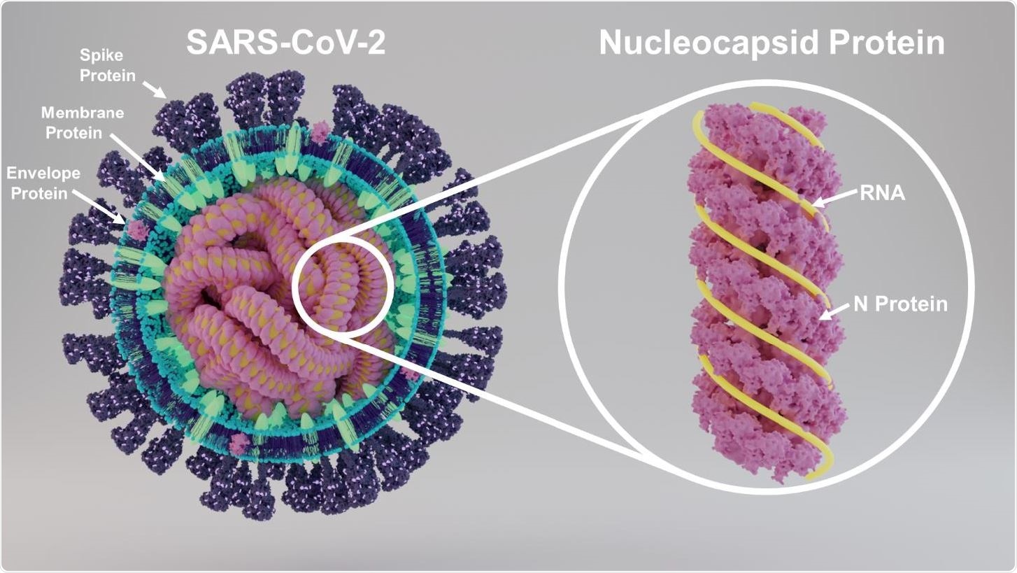 Structure of SARS-CoV-2 showing key proteins and structure of nucleocapsid protein