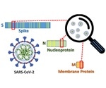 A 'short list' of signature peptides for tracking down SARS-CoV-2 virus