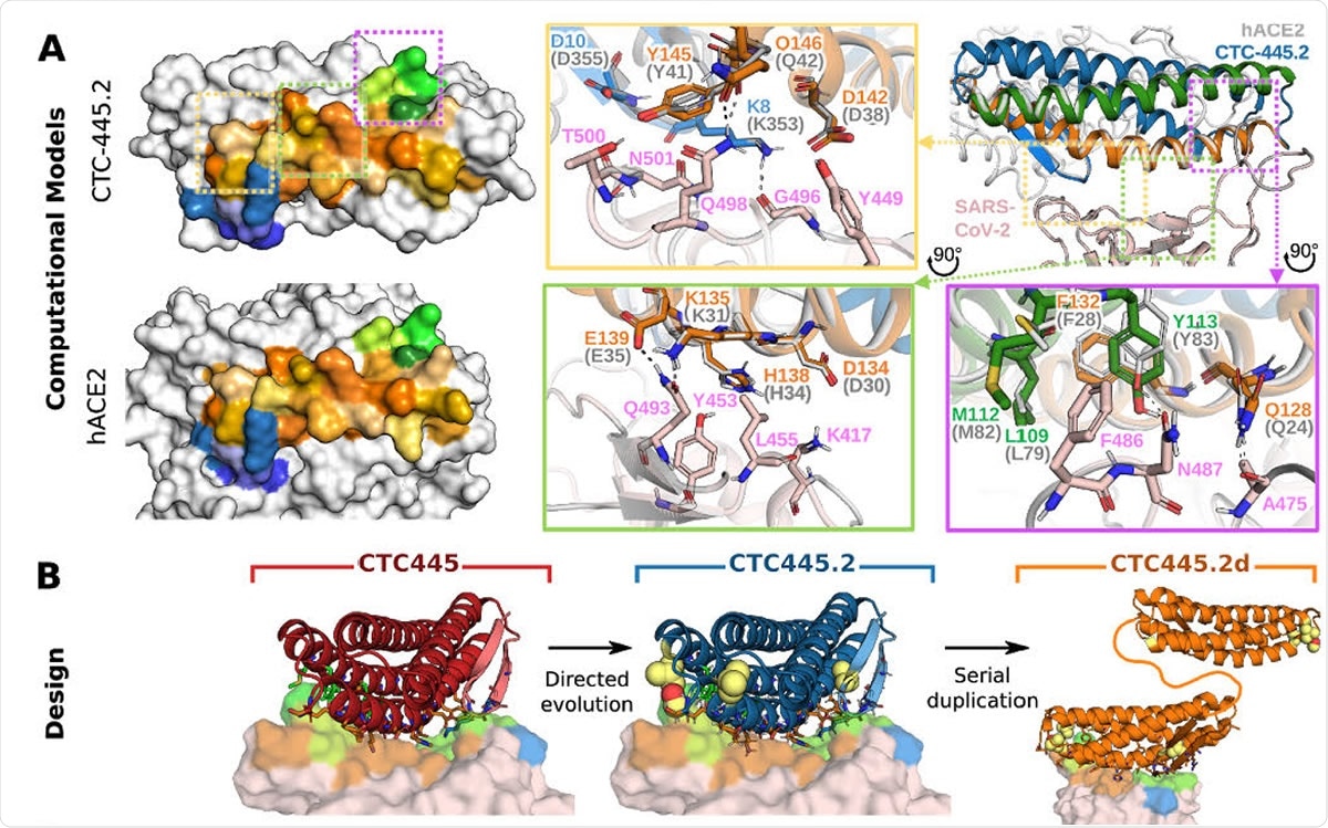 Binding, stability and structure of the de novo protein decoys CTC-445, CTC-445.2 and CTC-445.2d. A) Computational models of CTC-445.2. Left, comparison of the SARS-CoV-2 binding interface surface of CTC-445.2 (top) and hACE2 (bottom). CTC-445.2 is designed to present the same binding interface as the one that SARS-CoV-2 targets in hACE2, down to the level of individual interactions. Residues from the binding motifs: H1 are shown in shades of orange, residues from H2 in shades of green and residues from EE3 in shades of blue. The boxes show detailed structural comparison of the interfaces between CTC-445.2 and hACE2 with SARS-CoV-2 RBD. The relaxed complex of hACE2 with SARS-CoV-2 RBD (dark and light gray, respectively; PDB: 6M17) are aligned to the model of the relaxed compex of CTC-445.2 and SARS-CoV-2 RBD (pink). Hydrogen bond interactions are indicated by black dashed lines; B) Design models of CTC-445, CTC-445.2 and CTC-445.2d. CTC-445.2 contains 5 mutations that were guided by directed evolution experiments. CTC-445.2d is a bivalent variant composed of two CTC-445.2 subunits linked by a 17-mer flexible GS linker (sequence -GGGGSGGSGSGGSGGGS-);