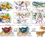De novo protein decoys that block SARS-CoV-2