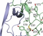 Scientists solve structure of ORF8 coronavirus protein