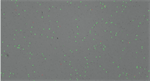 Automated Cell Counting Brightfield vs Fluorescence