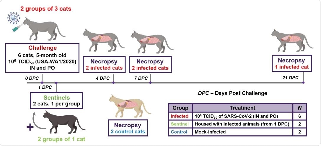 Study design. Ten cats were placed into three groups. Group 1 (principal infected animals) consisted of six cats (three cats/cage) and was inoculated via intranasal (IN) and oral (PO) routes simultaneously with a total dose of 1 x 106 TCID50 of SARS-CoV-2 in 2 ml DMEM. The cats in Group 2 (n=2; sentinel contact animals) and Group 3 (n=2; mock control animals) were housed in a separate room. At 1-day post challenge (DPC), the two cats in Group 2 were co-mingled with the principal infected animals in Group 1 (one cat per cage) and served as sentinel contact controls. The remaining two cats in Group 3 remained housed in a separate room and served as mock-infected negative controls. Principal infected animals were euthanized and necropsied at 4 (n=2), 7 (n=2) and 21 (n=1) DPC to evaluate the course of disease. The two negative control animals in Group 3 were euthanized and necropsied at 3 DPC. The remaining three animals from Group 1 (one principal infected animal) and Group 2 (two sentinel contact animals) were maintained for future re-infection studies.