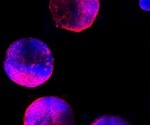Scientists create miniature human heart model in the lab