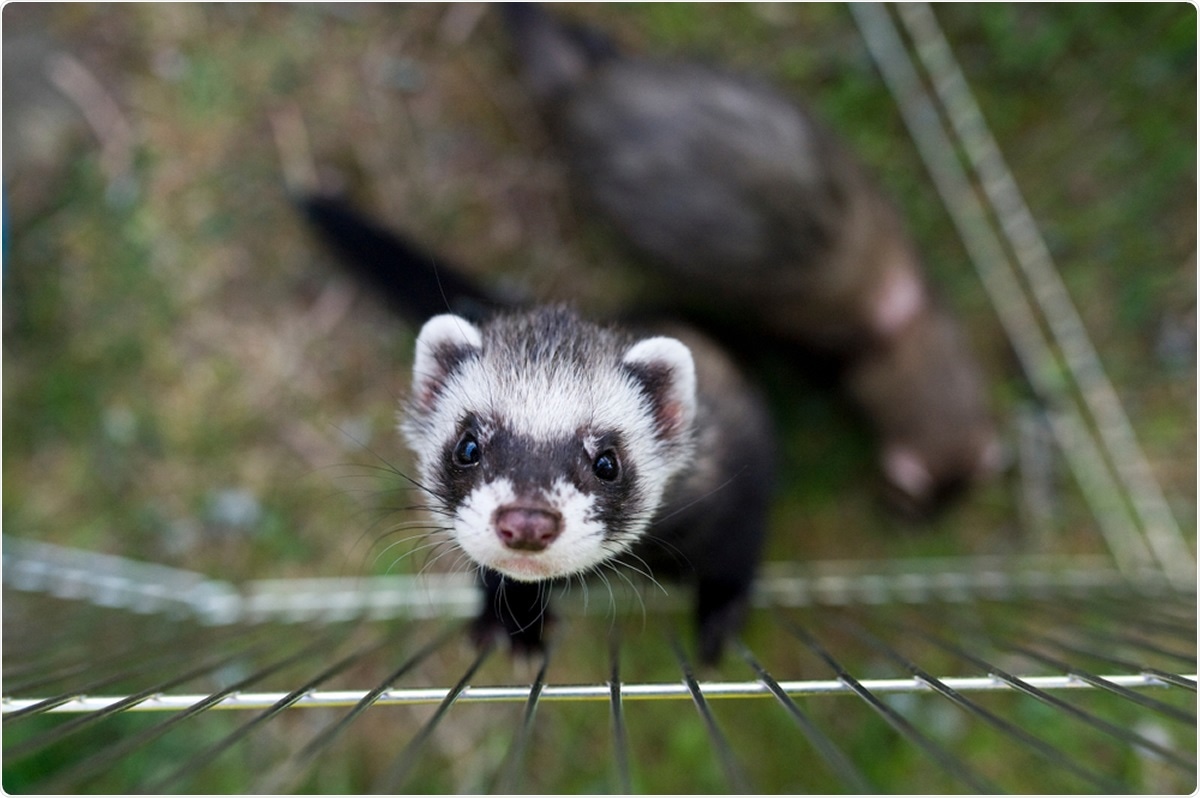 Study: Ferrets not infected by SARS-CoV-2 in a high-exposure domestic setting. Image Credit: Yasmins world