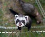 Ferrets not susceptible to SARS-CoV-2 infection