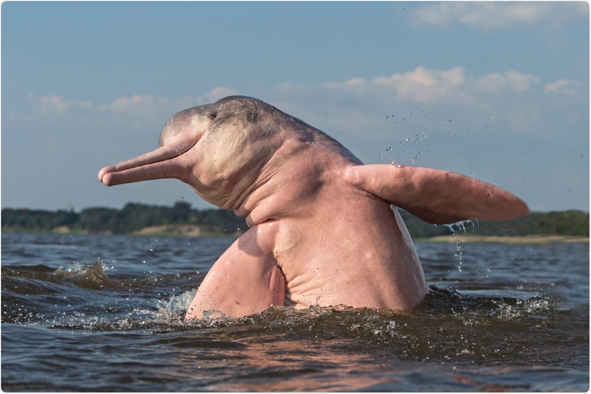 Amazon River Dolphin. Image Credit: COULANGES / Shutterstock