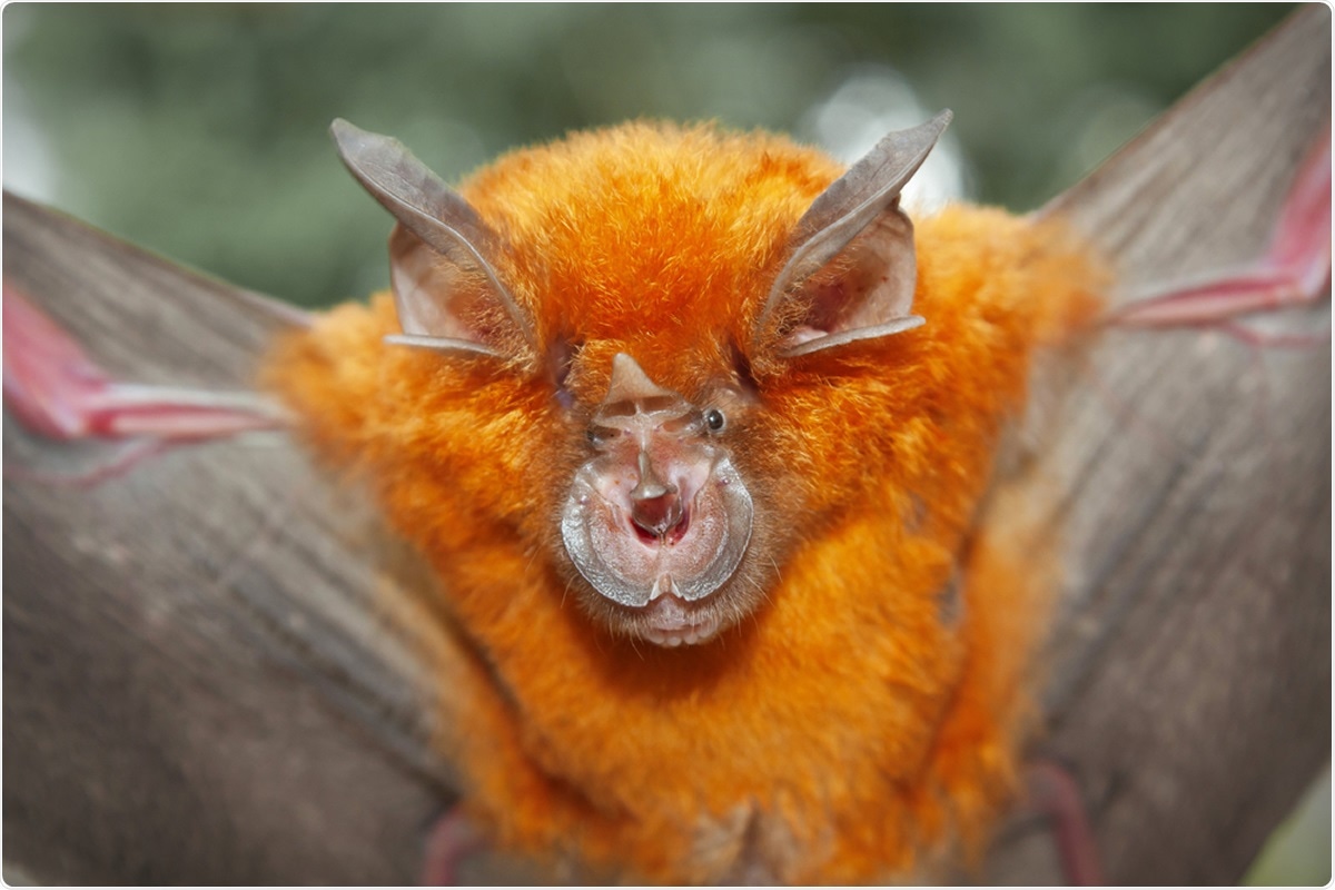 Intermediate Horseshoe Bat (Rhinolophus affinis). Image Credit: Binturong-tonoscarpe / Shutterstock