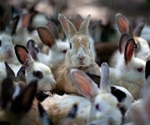 Rabbits susceptible to SARS-CoV-2: Red flag for potential virus reservoir