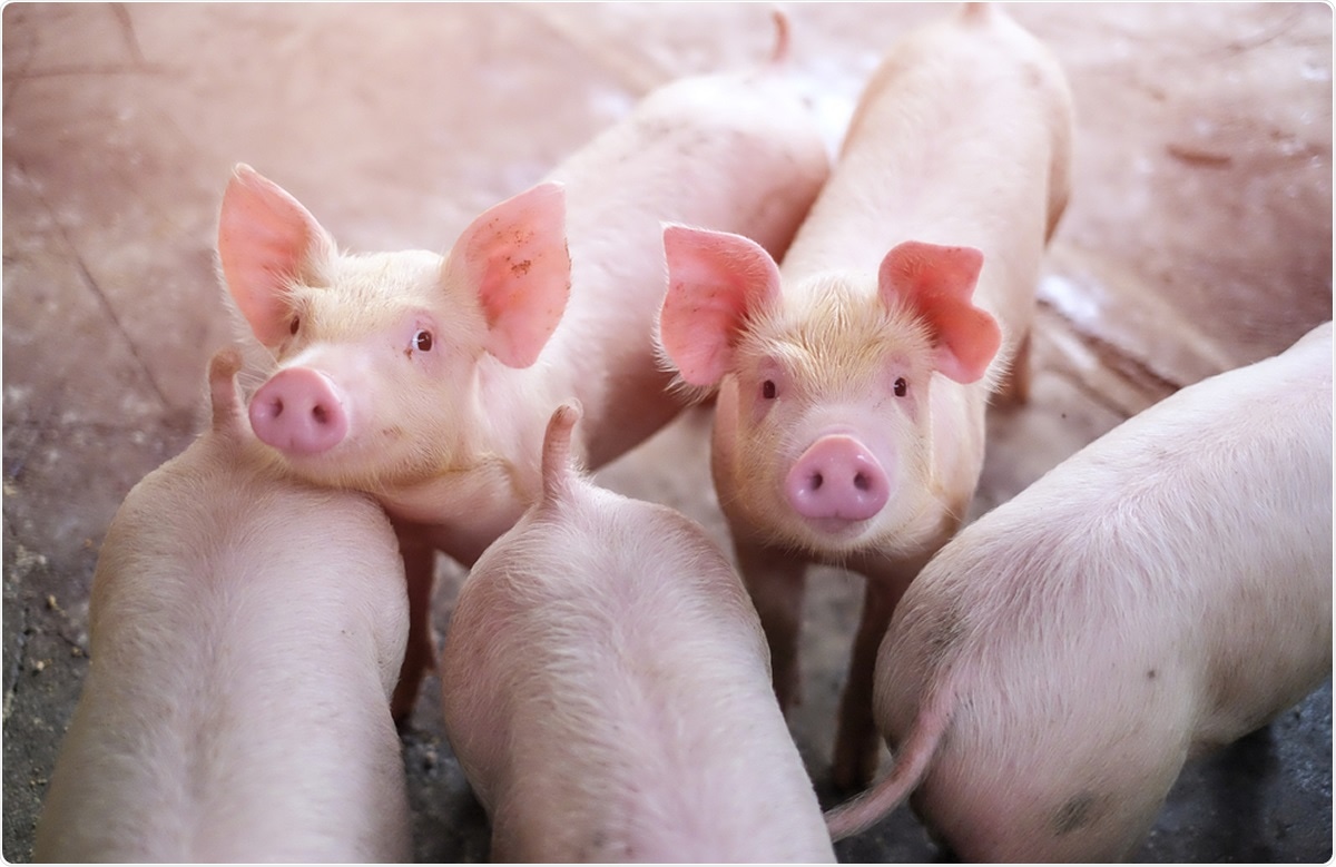 Estudio: Susceptibilidad de las células de los cerdos y de los lingotes nacionales a SARS-CoV-2. Haber de imagen: krumanop/Shutterstock